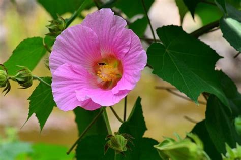 芙蓉 植物|芙蓉（锦葵科木槿属植物）